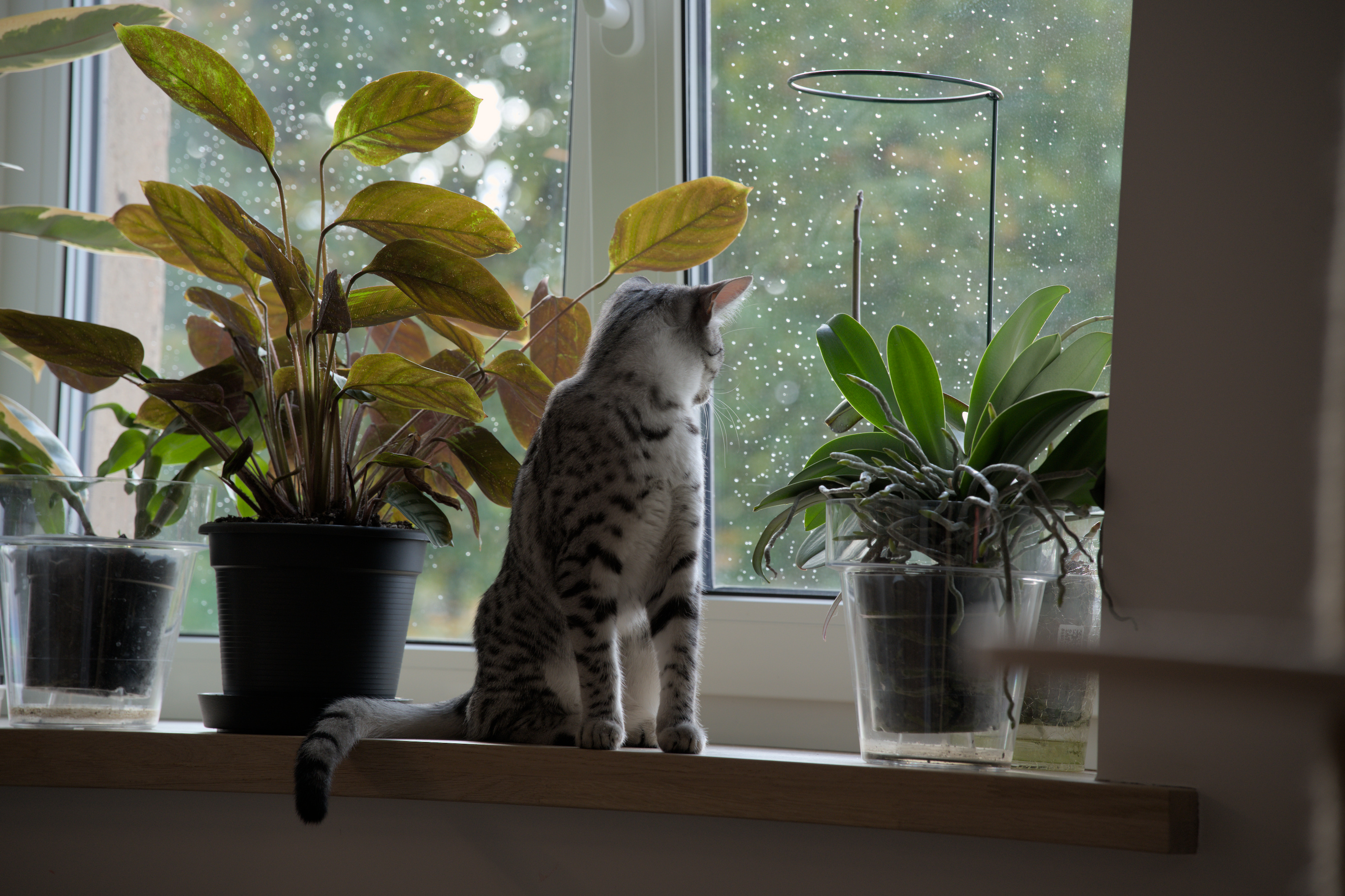 2025/10/12 - cats/DSC_0017.jpg